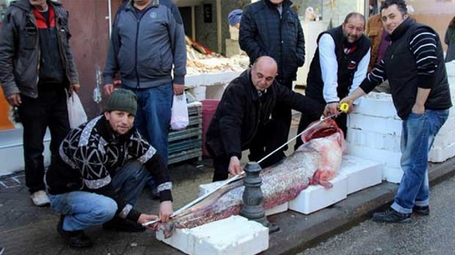Kilosunu 25 liradan satılacak olan balık, tam 220 kilogram ağırlığında. 