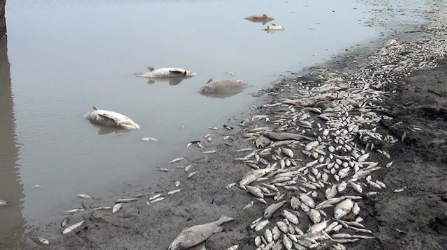 Edirne’de Sinit Göleti’nde balık ölümleri meydana geldi. 
