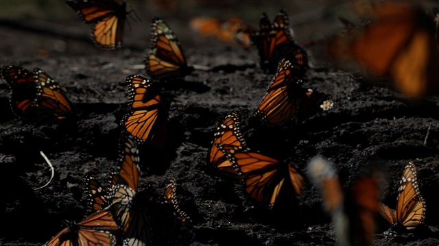Monarch butterflies at the Sierra Chincu butterfly sanctuary.
