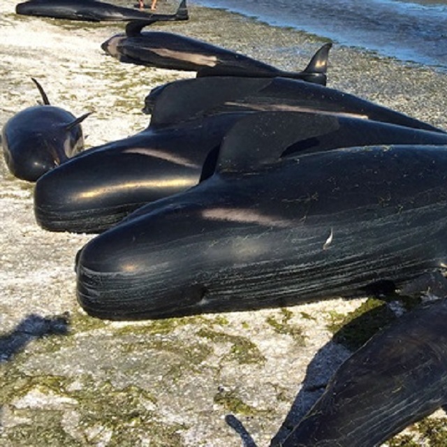 400 stranded pilot whales die in New Zealand