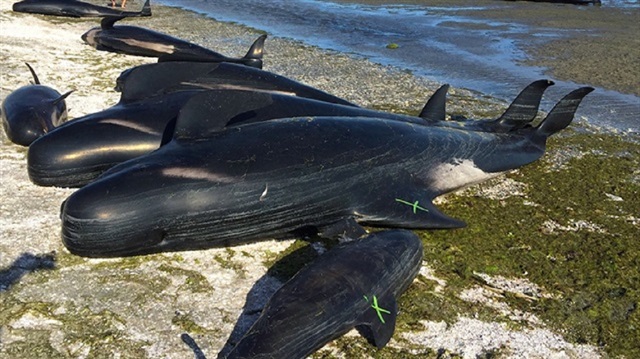 whales stranded on the shore of New Zealand's South Island.