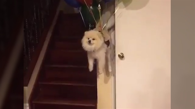 Ucan Kopekli Balon