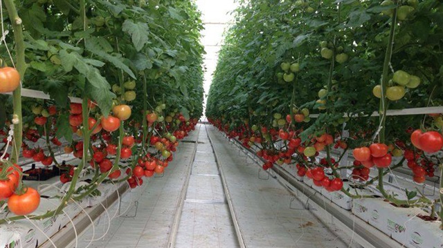 Burada ayda 120 ton domates üretiliyor.