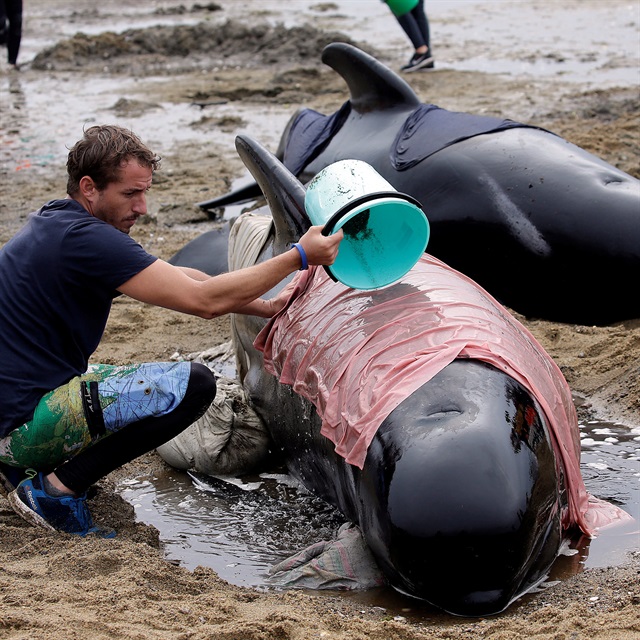 New Zealand warns of exploding whale carcasses after mass stranding