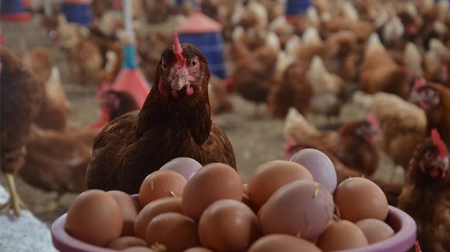Tavuk eti üretimi Aralık ayında bir önceki aya göre yüzde ​9,8 arttı.