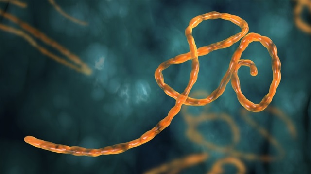 Araştırma, virüsün bulaştığı kişilerin yüzde 3'ünün, tüm Ebola vakalarının yüzde 61'ine neden olduğunu gösterdi.
