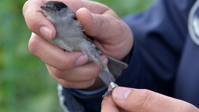 Karabaşlı ötleğende Slovakyalı kuş gözlemcileri tarafından takılmış resmi takip bileziği olduğunu görüldü.