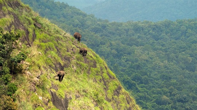 Hindistan'ın Kotagiri kentindeki sarp dağların yamacındaki filler şaşırttı.