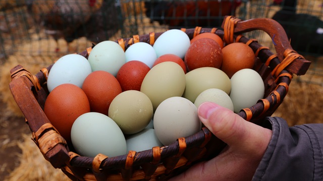 Renkli yumurtaları tercih eden birçok insan bulunuyor.