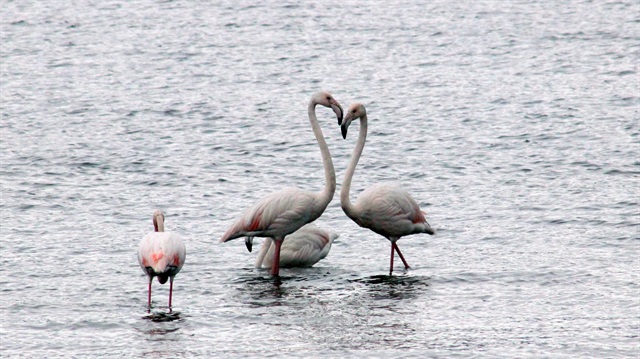 Renkleri ve görünümleriyle dikkat çeken flamingoların uğrak yeri haline gelen İzmit Körfezi, renkli görüntülere sahne oluyor.