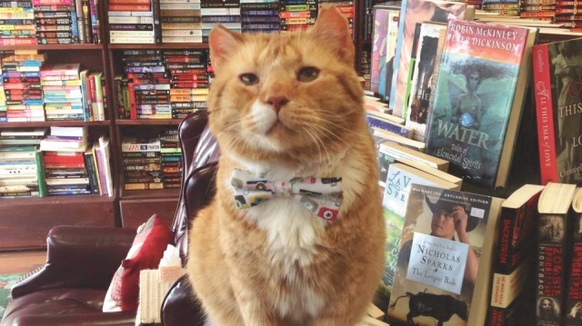 Mekan bahane kediler şahane