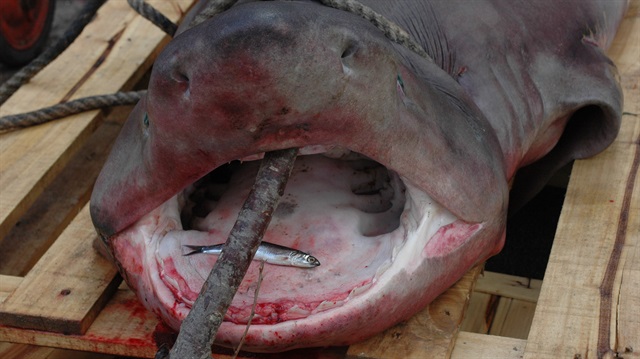 Balıkçılar, dev köpek balığını güçlükle karaya çıkardıklarını söyledi.