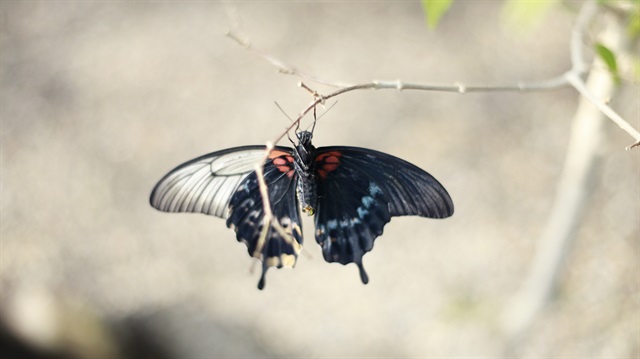 hem erkek hem dişi özelliğine sahip kelebeğin "papilionidae" familyasına ait "papilio lowi" türü olduğunu belirtildi.