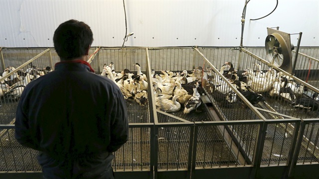 The latest cull will take place in the Landes region of southwest France, which is home to the most of the country's foie gras producers.