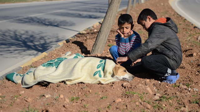 طفل سوري يحرص على الاعتناء بكلب صدمته سيارة جنوبي تركيا