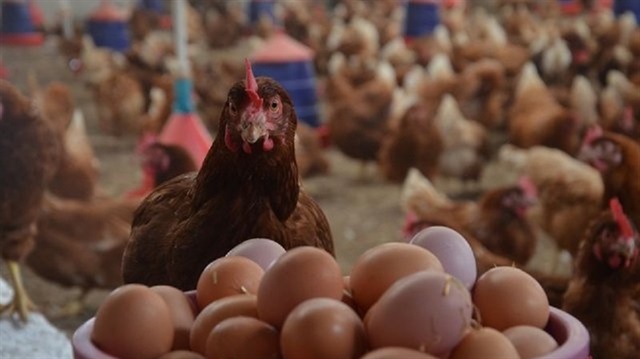 Tavuk yumurtası en fazla kullanılan yumurta çeşidi olarak biliniyor.