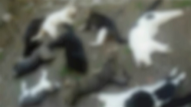 Alanya'da zehirlenen kedi sayısı 50'ye ulaştı