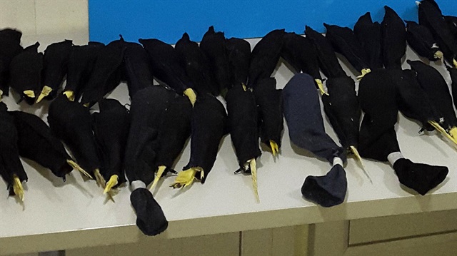 Bez çantalara sarılı halde 45 papağan ele geçirildi. 