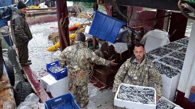 Sinop'ta denize açılan balıkçılar, limana 3 bin kasa hamsiyle döndü.
