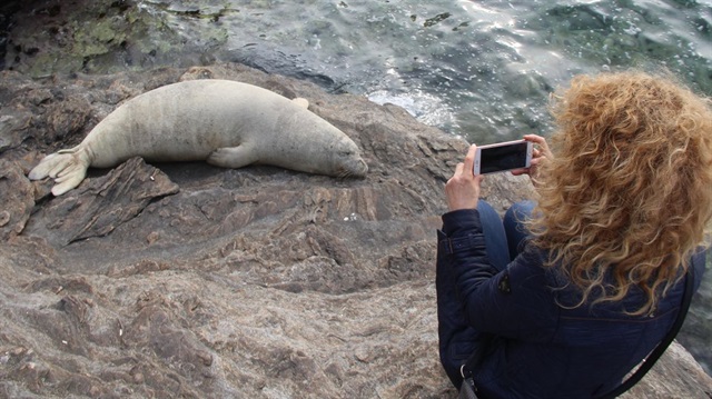 Bazı vatandaşlar, kayalıklarda uyuyan Akdeniz fokununun fotoğrafını çekti.