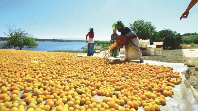 Taş çekirdekli meyvelerin ekonomiye katkısı 5,6 milyar lira.