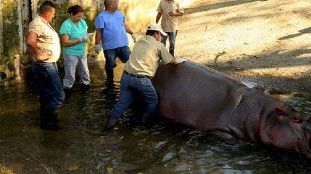 El-Salvador'da Gustavito isimli su aygırı, hayvanat bahçesindeki kafesinde saldırıya uğrayarak öldürüldü. 