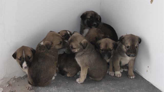 10 yavru köpek anneler tarafından terk edildi.