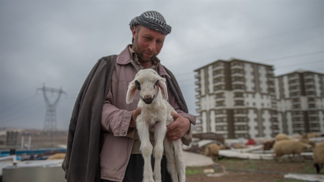 Mehmet Bağatemur, sitelerin arasında çobanlık yapıyor.