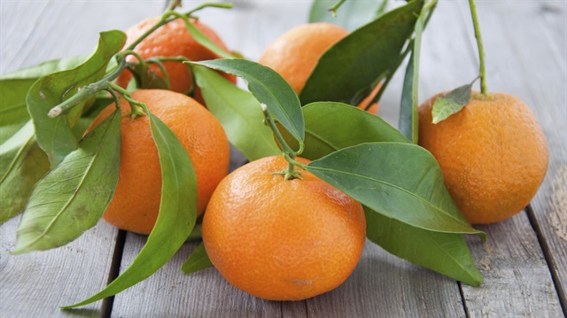 Doğu Karadeniz'den Rusya'ya yılın ilk iki ayında ihraç edilen yaş meyve sebze ürünlerinde mandarin birinci sırayı aldı.