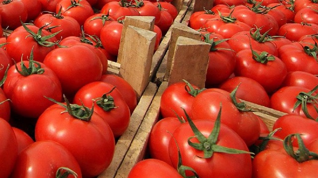 Dünya domates üretiminin yüzde 7'sini karşılayan Türkiye, ihracatta dördüncü sırada yer alıyor.