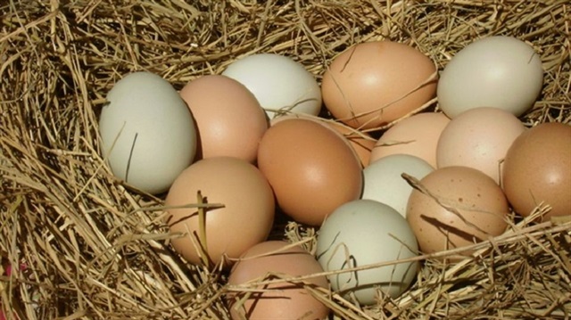 Yumurta üreticileri 'kuş gribine' karşı uyarıldı.