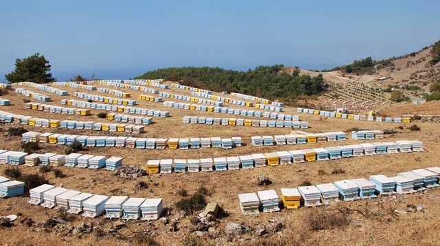 FETÖ, arıcıları da mağdur etti