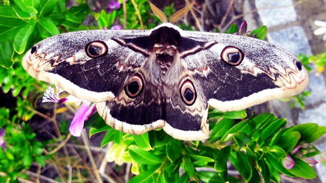 Tavus kelebeği, dünyadaki en güzel 6 kelebek türü arasında yer alıyor. 
