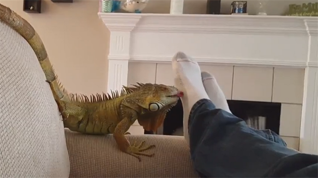 https://img.piri.net/resim/imagecrop/2017/03/14/11/34/resized_f0350-2e9f45a8lizard.png