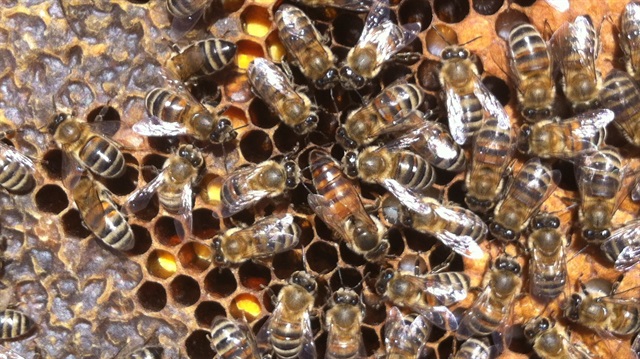 Türkiye'de toplu arı ölümleri oluyor. Son olarak Adana ve Hatay'da arılar toplu halde öldü. 