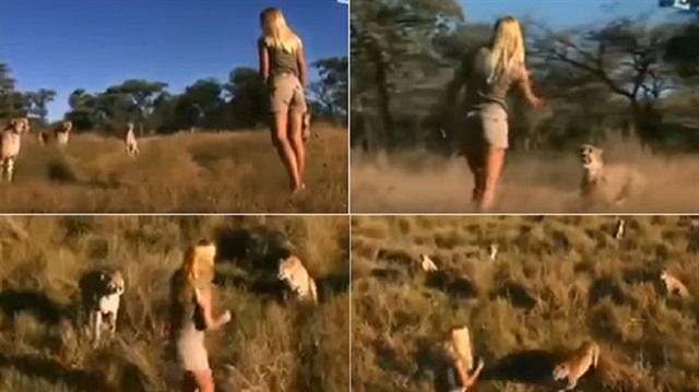 ناشيونال جيوجرافيك تشتريه بمليون دولار.. فيديو مرعب لفتاة وسط مجموعة من النمور