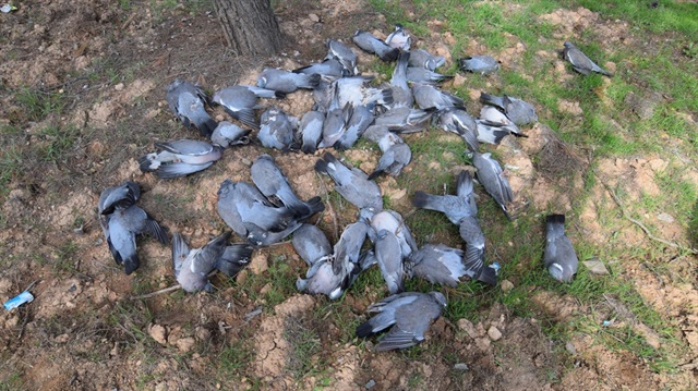 Şanlıurfa'da son zamanlarda yaşanan kuş ölümleri vatandaşları tedirgin ediyor. 