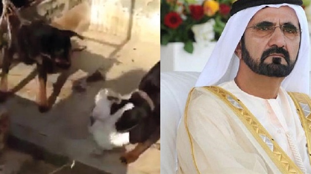 كيف عاقب حاكم دبي «معذبي القطة» في الفيديو الشهير؟