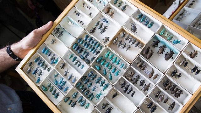 Koleksiyonda henüz isimlendirilmemiş bin yeni böcek türü bulunuyor.
