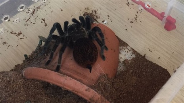 Terör operasyonundan 'tarantula' cinsi 15 örümcek ele geçirildi. 