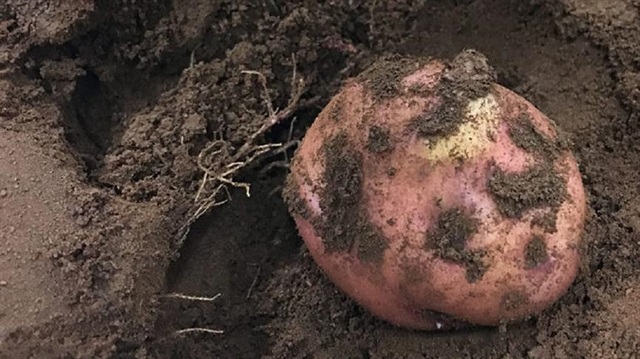 Çölden getirdikleri 700 kilogram toprağa 65 çeşit patates eken bilim insanları, sadece dört tanesini filizlendirmeyi başardı.