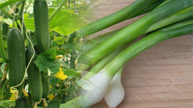 En çok fiyat düşüşü markette yeşil soğanda olurken, üreticide salatalıkta gerçekleşti.