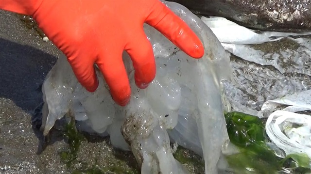 Uzmanlar zehirli denizanası ile asla temas edilmemesi gerektiğini söylüyor.