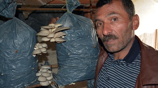 Ordu’da pazara inen istiridye mantarının kilosu 10 ile 12 liraya arasında fiyatlarla alıcı buluyor.