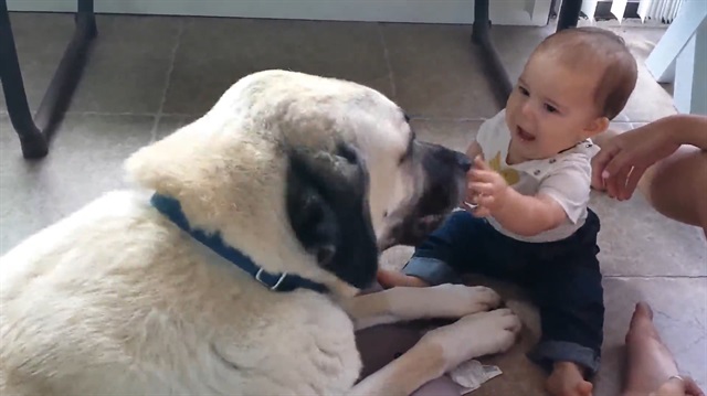 Kangal Kopegi Ile Minik Bebegin Gulumseten Ani