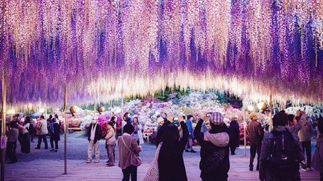 Japonya Morsalkım Festivali birbirinden güzel manzaralara ev sahipliği yapıyor.