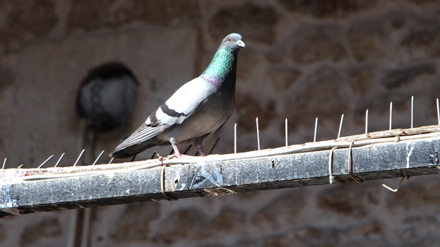 Sivas'ta kuşlar konmasın diye böyle önlem almışlar