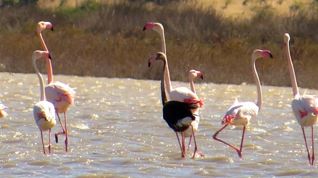 Flamingoların tüylerindeki kırmızı-rosa renk tonları, yedikleri yiyeceklerin içerdiği karotin miktarına göre değişiyor. 
