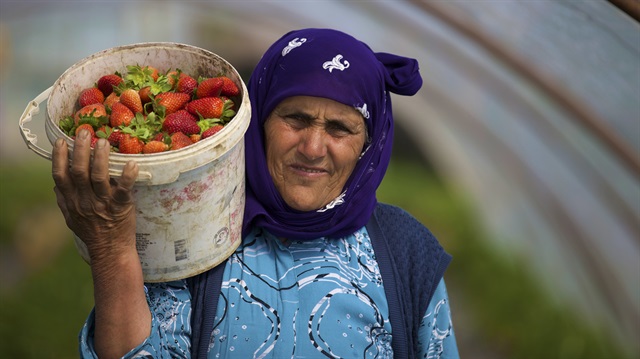 Antalya'nın Serik ilçesinde çilek üretimi, ürünün yüksek fiyattan alıcı bulması sayesinde çiftçileri, kalitesiyle de komisyoncuları memnun etti