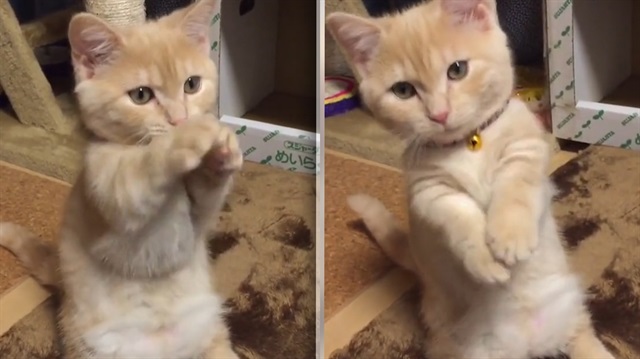 Patisiyle Garip Hareketler Yapan Yavru Kedi